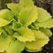 Хоста  'Даунс Ерли  Лайт' /              Hosta  hybrid  'Dawn's Early  Light'